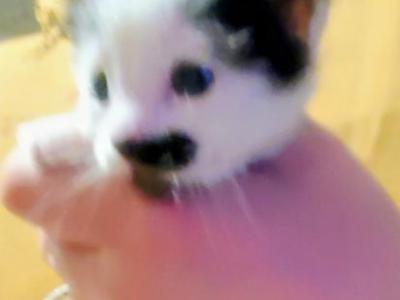 Kitler - Domestic - Gallery Photo #1