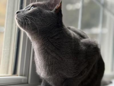 Lilly - Russian Blue - Gallery Photo #1