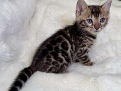 Brown Male Green Collar - Bengal - Gallery Photo #1