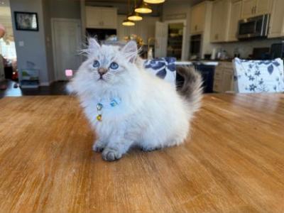 Siberian Kitten - Siberian - Gallery Photo #1