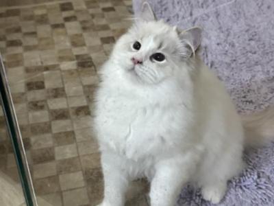 Momo - Ragdoll - Gallery Photo #1