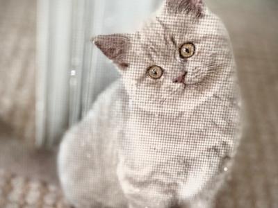 British Shorthair Lilac Male - British Shorthair - Gallery Photo #1