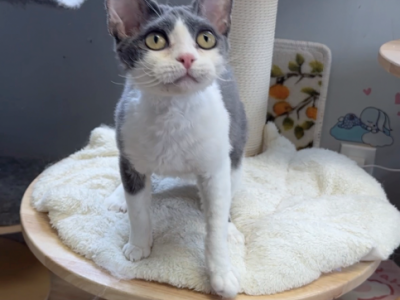 DiDi - Devon Rex - Gallery Photo #1