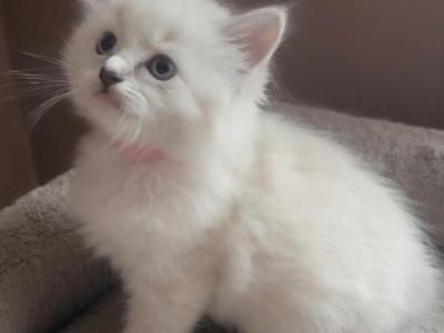 Traditional & Mink Ragdoll Kittens - Ragdoll - Gallery Photo #1