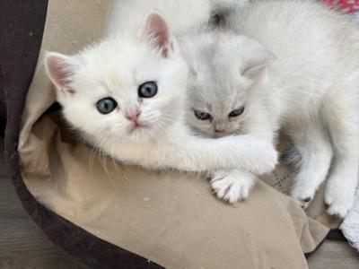 Scottish Straight Kittens 1 Male 1 Female - Scottish Straight - Gallery Photo #1