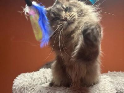 Champion Rare Blue Tiking Color - Maine Coon - Gallery Photo #1