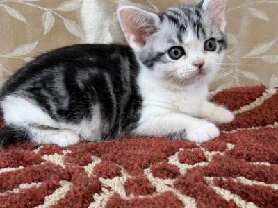 Silver Tabby & White American Shorthair Female - American Shorthair - Gallery Photo #1