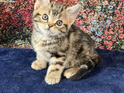 Brown Tabby American Shorthair Female - American Shorthair - Gallery Photo #1