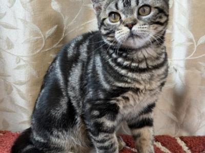 Brown Tabby American Shorthair Male - American Shorthair - Gallery Photo #1