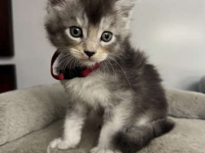 Harmel Maine Coon - Maine Coon - Gallery Photo #1