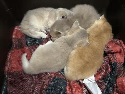 Lilac Golden Shaded Shorty - Munchkin - Gallery Photo #1