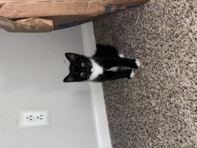 Princess - Domestic - Gallery Photo #1