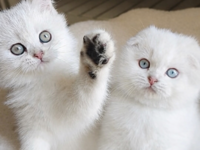 Scottish Fold And Straight Litter - Scottish Fold - Gallery Photo #1