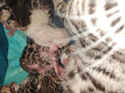 Old World Quinlan X Barrettsbengals Princess Leia - Bengal - Gallery Photo #1