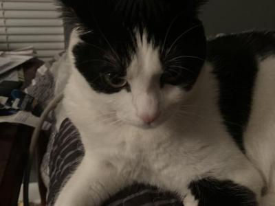 Callie - American Shorthair - Gallery Photo #1