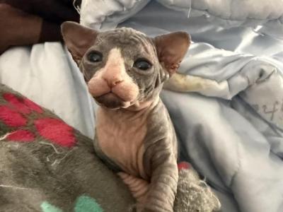 Mimi - Sphynx - Gallery Photo #1