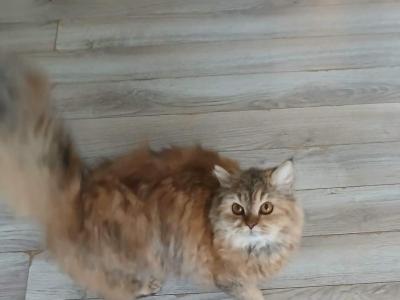 Tica Selkirk Rex Litter Coming May - Selkirk Rex - Gallery Photo #1