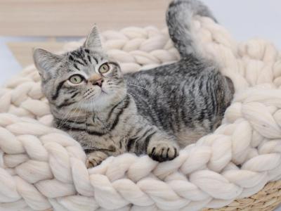 Brown Black Spotted Tabby - British Shorthair - Gallery Photo #1