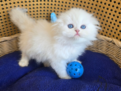 Axel - Scottish Fold - Gallery Photo #1