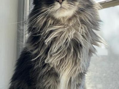 Nalla - Maine Coon - Gallery Photo #1