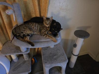 Retired Melanistic Queen And SBT Male - Savannah - Gallery Photo #1