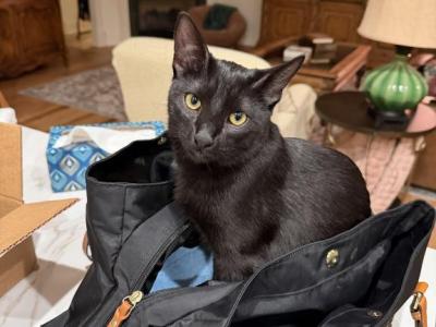 Rami - Domestic - Gallery Photo #1