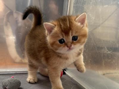 Oscar - British Shorthair - Gallery Photo #1