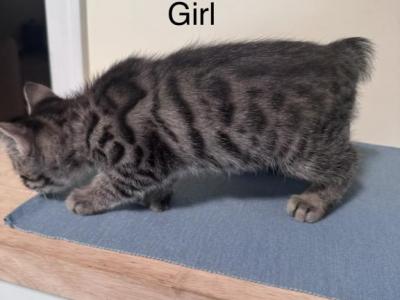 Highland Lynx Kittens - Highlander - Gallery Photo #1