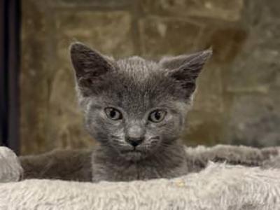 Russian Blues - Russian Blue - Gallery Photo #1