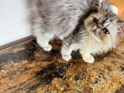 Celestial Jestin - Persian - Gallery Photo #1