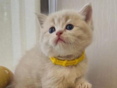 Prinz - Scottish Straight - Gallery Photo #1