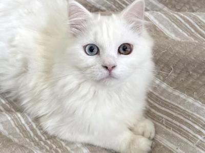 Beautiful Two Colored Eyed Kitten - Ragdoll - Gallery Photo #1