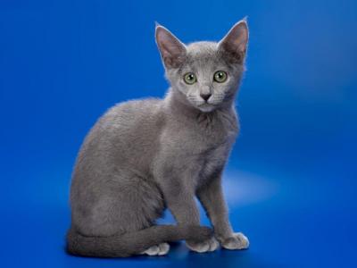 Russian Blue - Russian Blue - Gallery Photo #1