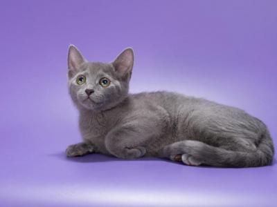 Russian Blue - Russian Blue - Gallery Photo #1