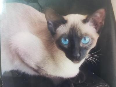 Bella - Siamese - Gallery Photo #1