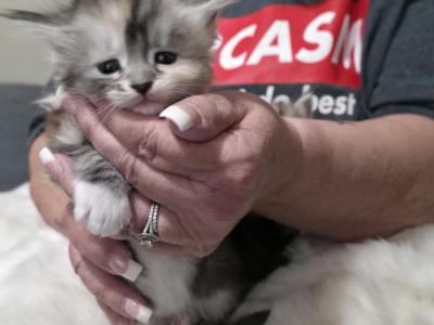 Willows Litter - Maine Coon - Gallery Photo #1
