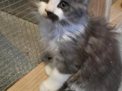 Thea's Litter - Maine Coon - Gallery Photo #1