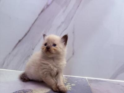 Amazing - Ragdoll - Gallery Photo #1