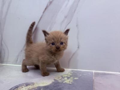 Precious - Ragdoll - Gallery Photo #1