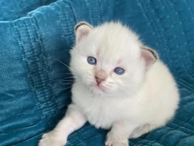 Willow - Siberian - Gallery Photo #1