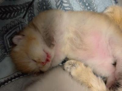 Orange Litter - British Shorthair - Gallery Photo #1