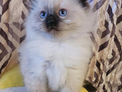 Ragdoll Litter - Ragdoll - Gallery Photo #1