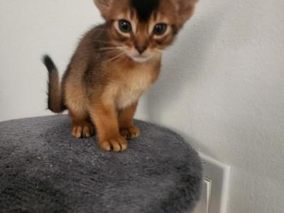 Lilia - Abyssinian - Gallery Photo #1