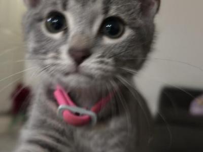 Fifi - Domestic - Gallery Photo #1