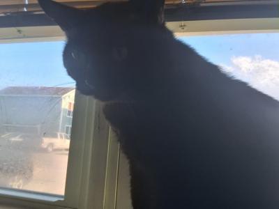 Tucker - Domestic - Gallery Photo #1