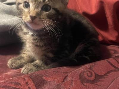 Babies - Domestic - Gallery Photo #1