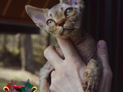 Prosciutto Is PENDING PICK UP - Devon Rex - Gallery Photo #1