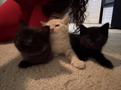 Blancas - Abyssinian - Gallery Photo #1