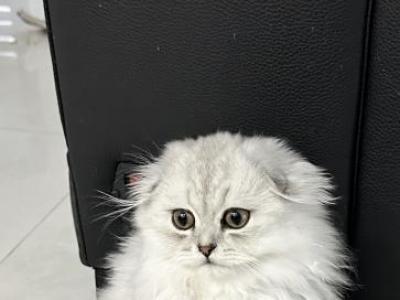 Fifi - Scottish Fold - Gallery Photo #1