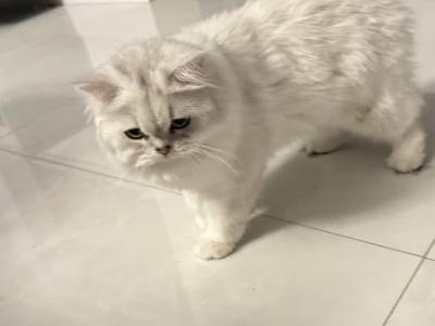 Lulu - Scottish Straight - Gallery Photo #1